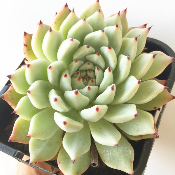 Plant - Echeveria Cuspidata var Zaragozae