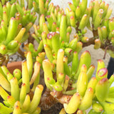 Plant - Crassula Ovata Gollum