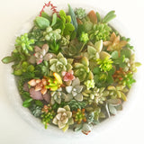 Assorted Succulent Cuttings (Miniatures) with Pots - Soul Made Boutique