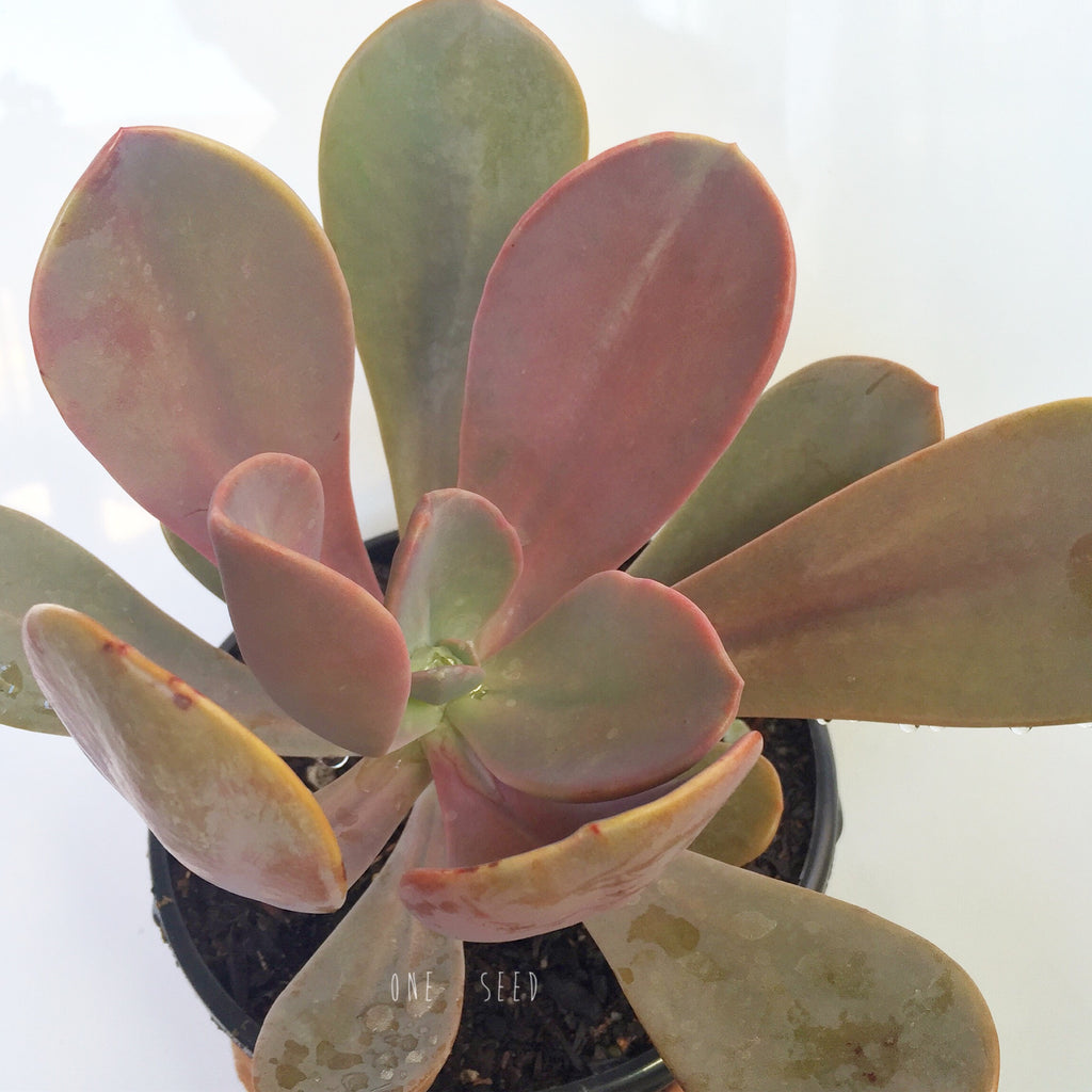 Plant - Pachyveria Myrtilia