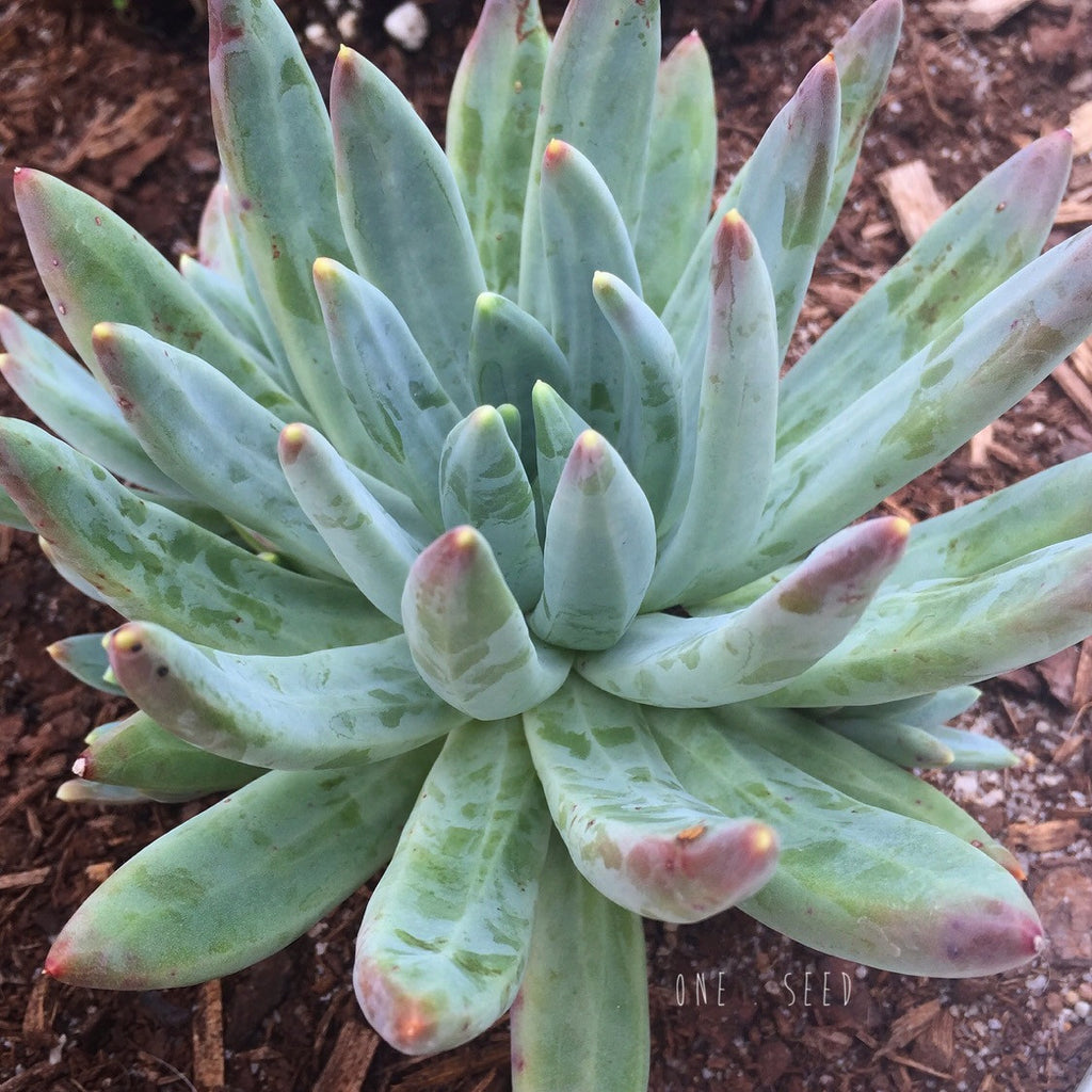 Plant - Pachyphytum Compactum White