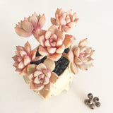 Collector's Succulent Plant Stoneware Pot