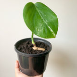 Plant - Variegated Monstera Deliciosa Plant