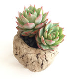 Collector's Succulent Plant Stoneware Pot - Soul Made Boutique