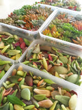 Assorted Succulent Leaves (Unique) - Soul Made Boutique