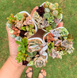 Assorted Succulent Pixie Candy Garden