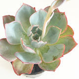 Plant - Echeveria White Rose