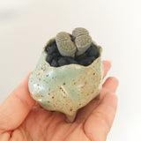 Collector's Succulent Plant Stoneware Pot