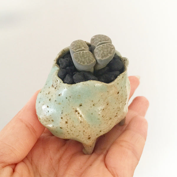Collector's Succulent Plant Stoneware Pot