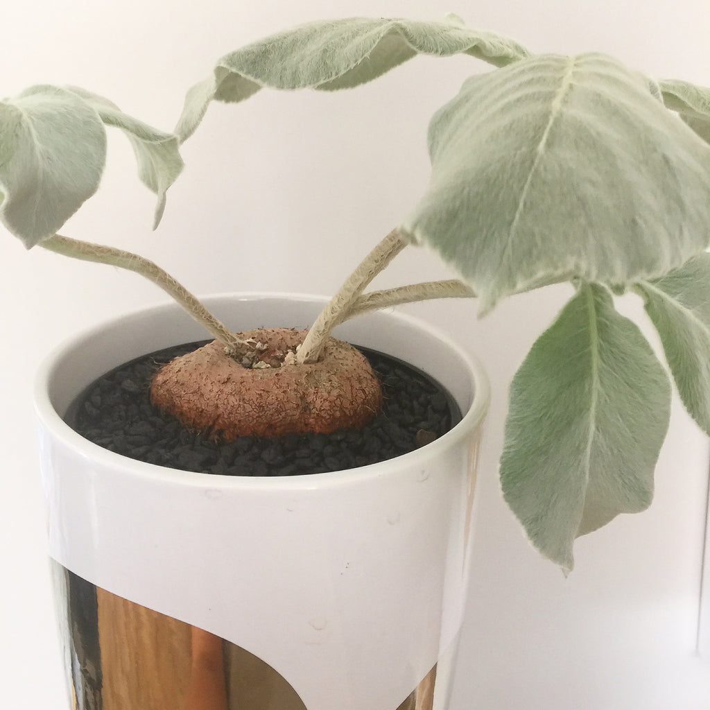 Plant - Brazilian Edelweisse