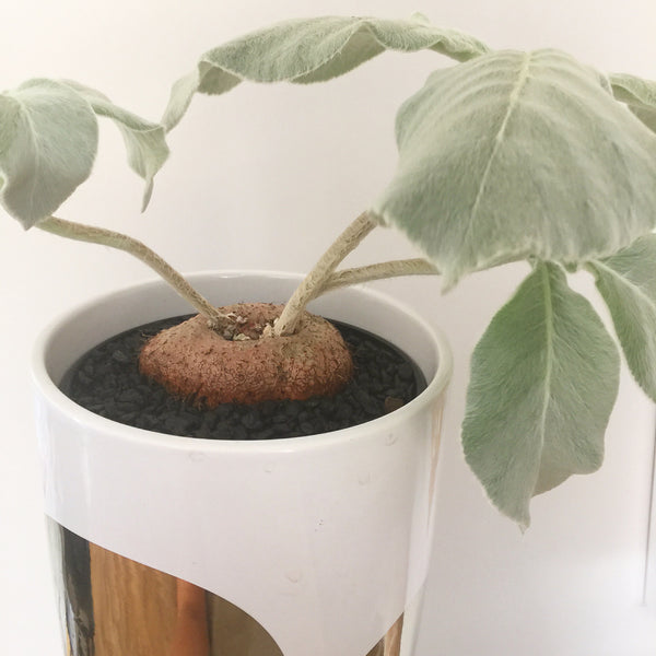 Plant - Brazilian Edelweisse