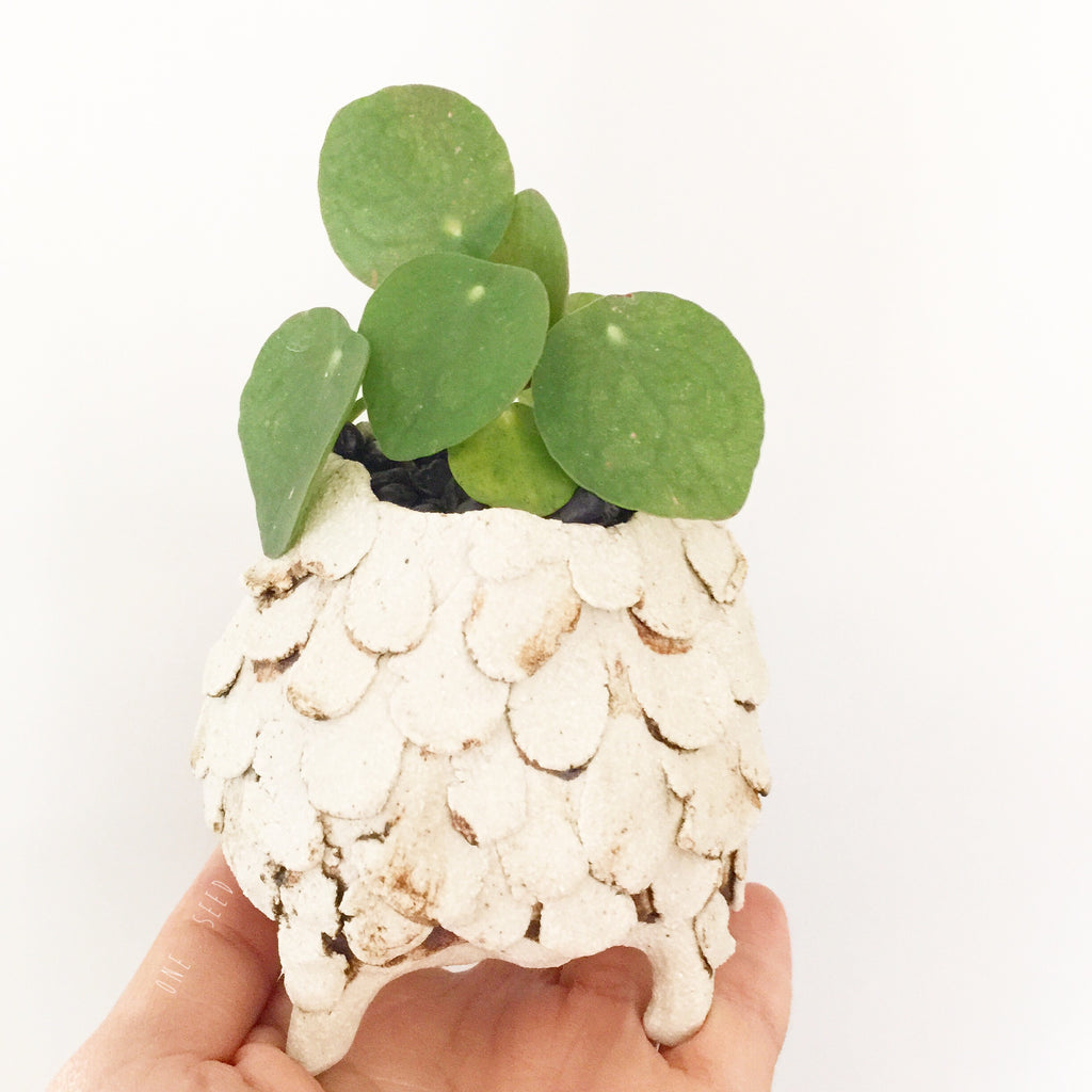 Collector's Succulent Plant Stoneware Pot