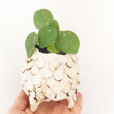 Collector's Succulent Plant Stoneware Pot