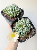 Plant - Fernestraria Rhopalophyll (Baby Toes)