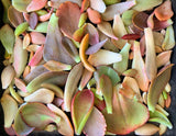 Adore Succulent Leaves (Pink, Purple, Peach and Red) Propagation Kit