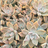 Plant - Graptopetalum Paraguayense
