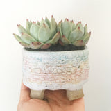 Collector's Succulent Plant Handmade Watercolour Pot