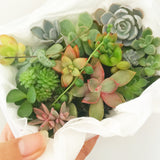Assorted Succulent Cuttings (Miniatures) with Pots - Soul Made Boutique