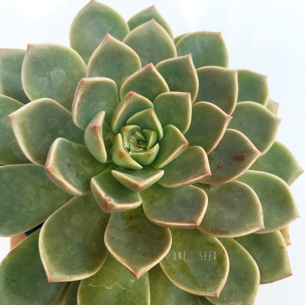Plant - Pachyveria Roger Jones