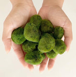 Plant - Marimo Moss Balls