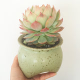 Collector's Succulent Plant Speckled Footed Pot