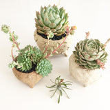 Collector's Succulent Plant Stoneware Pot