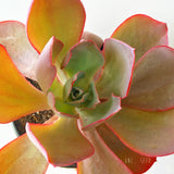 Plant - Echeveria After Glow