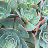 Plant - Echeveria lmbricata