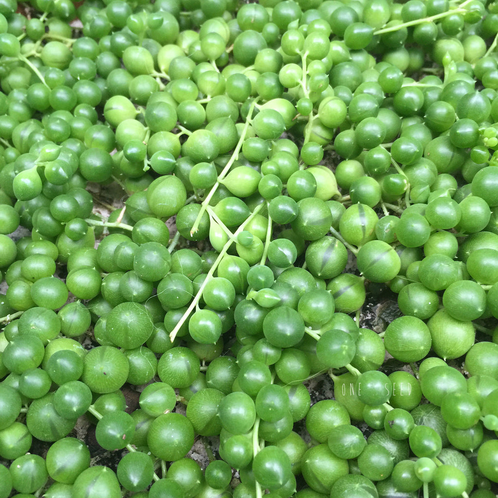 Plant - Senecio Rowleyanus (String of Pearls)