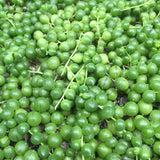 Plant - Senecio Rowleyanus (String of Pearls)