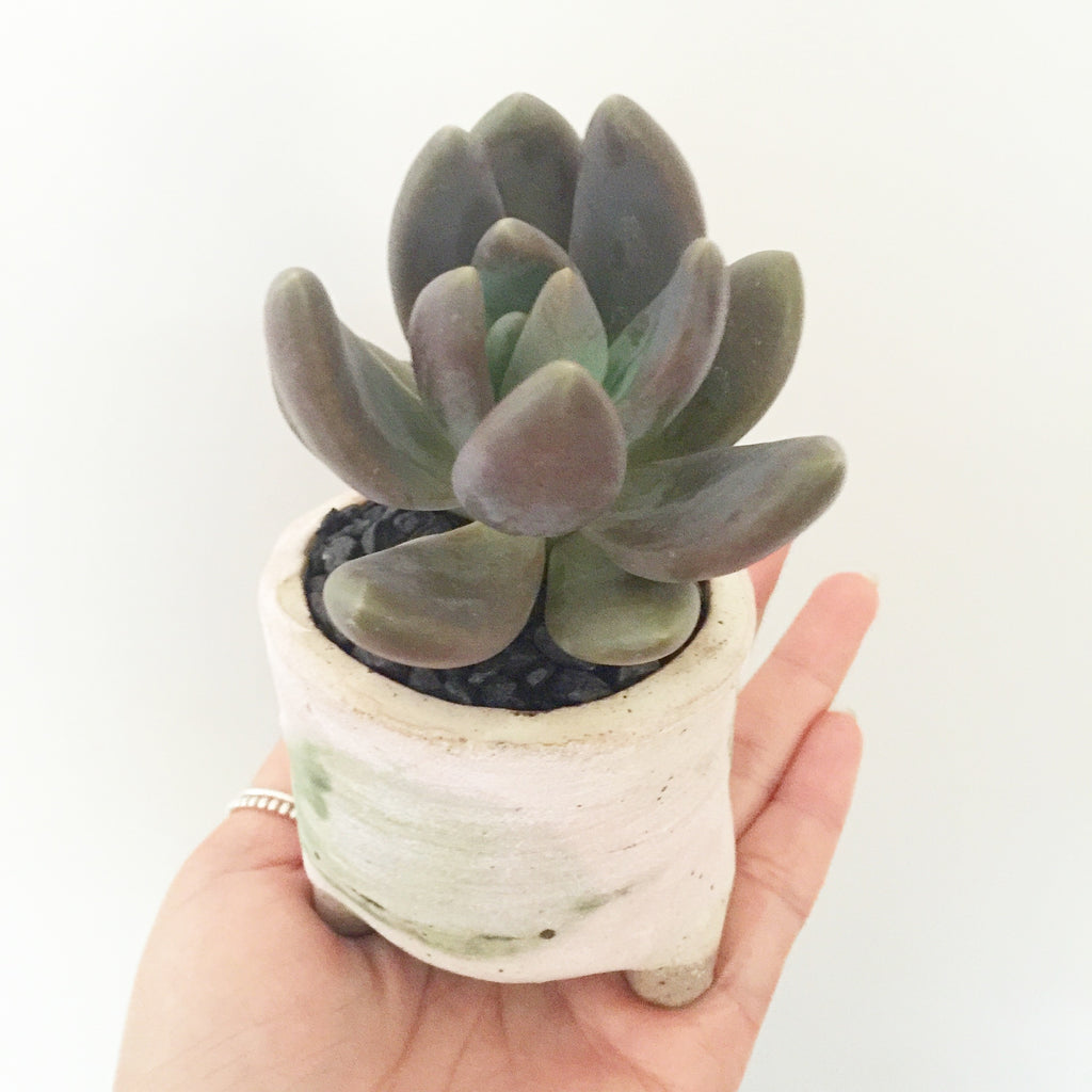 Collector's Succulent Plant Handmade Watercolour Pot