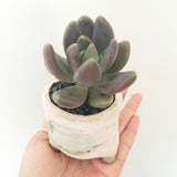 Collector's Succulent Plant Handmade Watercolour Pot
