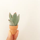 Assorted Succulent Cuttings (Miniatures) with Pots - Soul Made Boutique