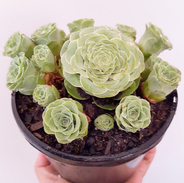 Plant - Aeonium Greenovia Aurea