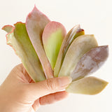 Adore Succulent Leaves (Pink, Purple, Peach and Red) Propagation Kit