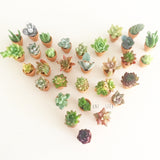 Assorted Succulent Cuttings (Miniatures) with Pots - Soul Made Boutique