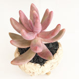 Collector's Succulent Plant Stoneware Pot - Soul Made Boutique