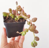 Plant - Senecio Herreianus (String of Watermelon)