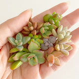 Assorted Succulent Cuttings (Miniatures) Wooden Gift Box