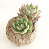 Collector's Succulent Plant Stoneware Pot - Soul Made Boutique