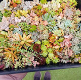 Assorted Succulent Cuttings (Miniatures)