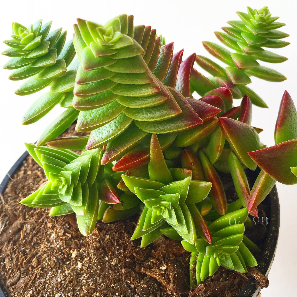 Plant - Crassula Capitella Thyrsiflora (Red Pagoda)