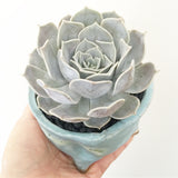 Collector's Succulent Plant Handmade Watercolour Pot