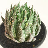 Plant - Haworthia Sp