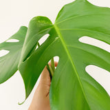 Plant - Variegated Monstera Deliciosa Plant