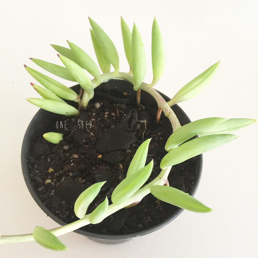 Plant - Senecio Radicans (Sting of Bananas)