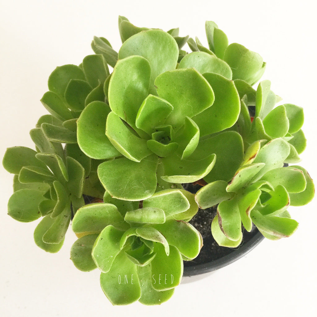Plant - Aeonium Balsamiferum