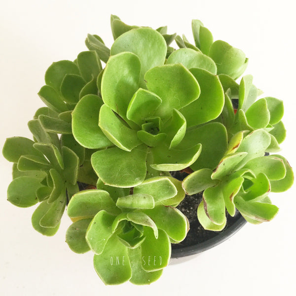 Plant - Aeonium Balsamiferum
