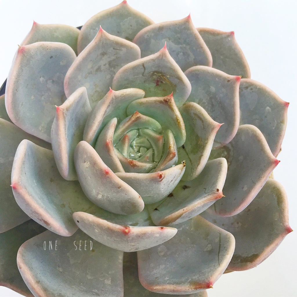 Plant - Echeveria Lilac Pearl