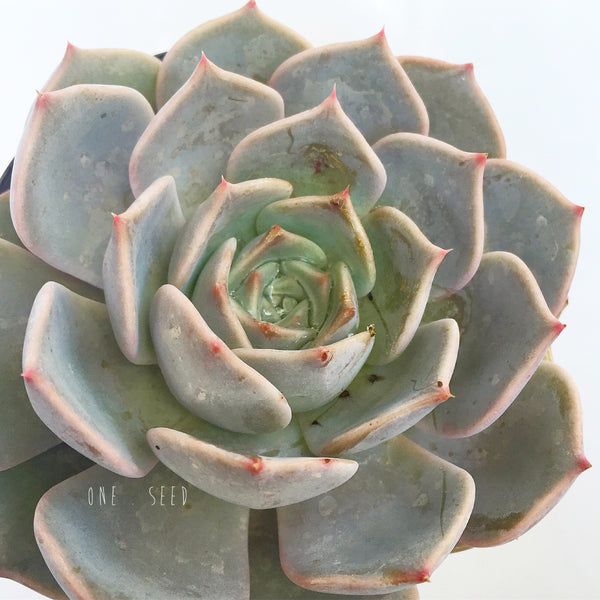 Plant - Echeveria Lilac Pearl